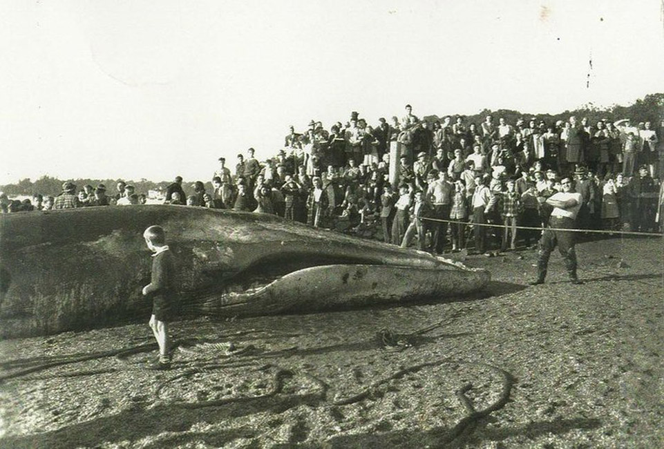 The Halesite whale