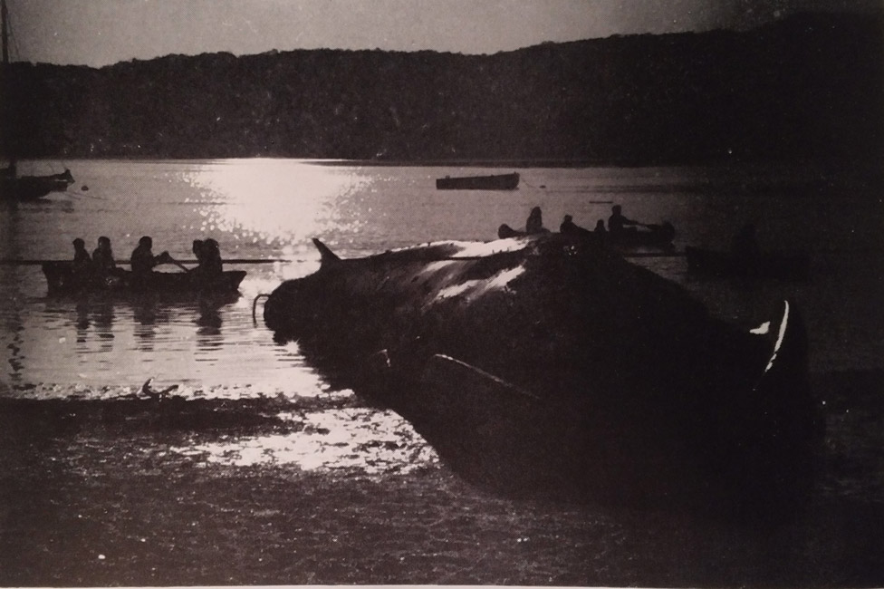 The whale