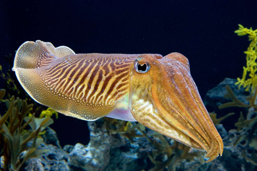 LI Aquarium
