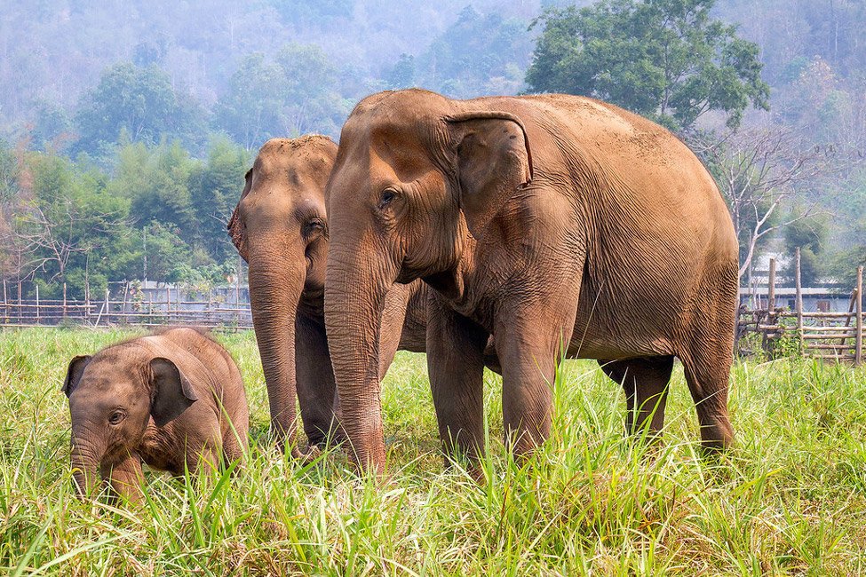A hundred years ago there were 100,000 elephants in Thailand. There are only about 4,000 today. 