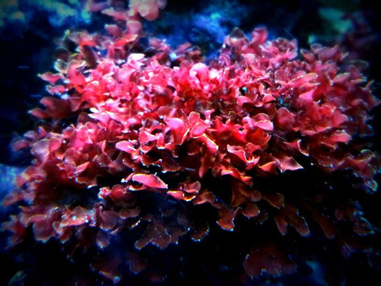 A team of Huntington juniors is studying the biodiversity of macroalgae in Northport Harbor.