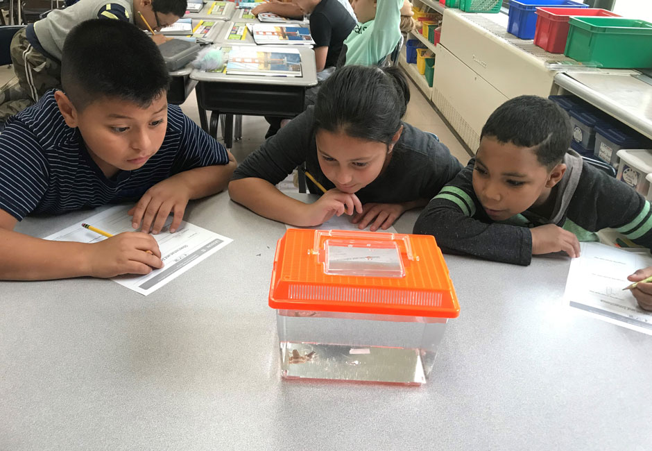 Washington students observed frogs during different life cycle stages and discussed their findings.