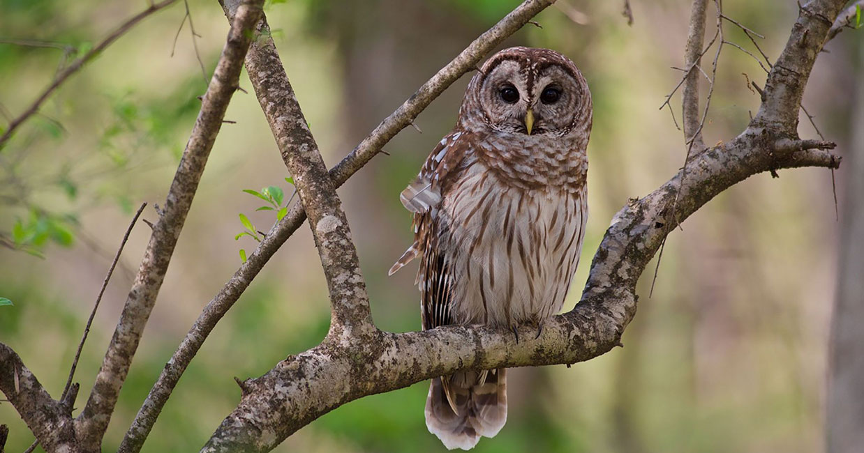 Flower Hill second grade dual language students were fascinated when they recently studied owls.