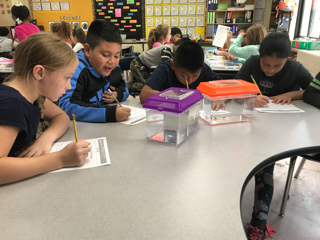 Washington students observed frogs during different life cycle stages and discussed their findings.