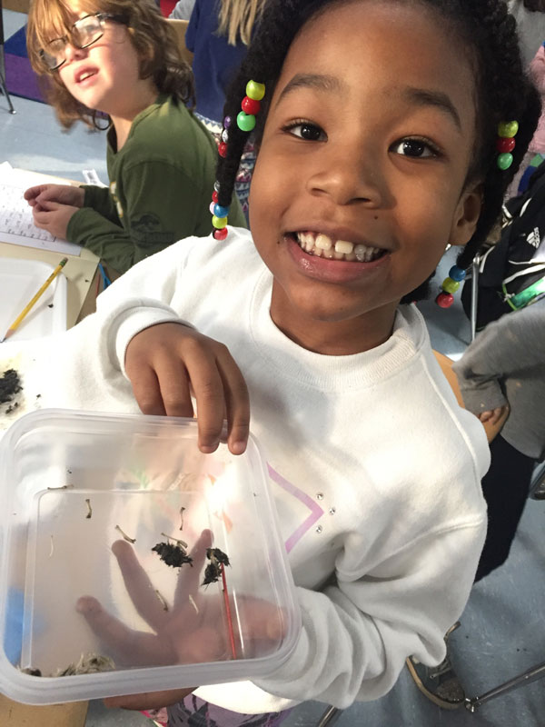 Flower Hill second grade dual language students studied owl pellets to learn more about their habitat.