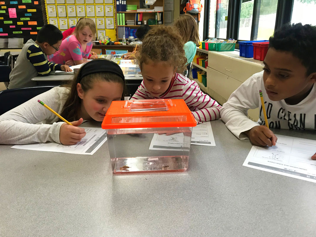 Washington students observed frogs during different life cycle stages and discussed their findings.