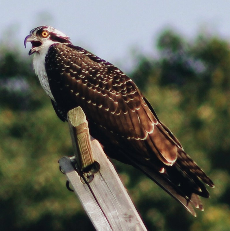 Alexa Helburn snapped this photo of a juvenile osprey at Sunken Meadow State Park.