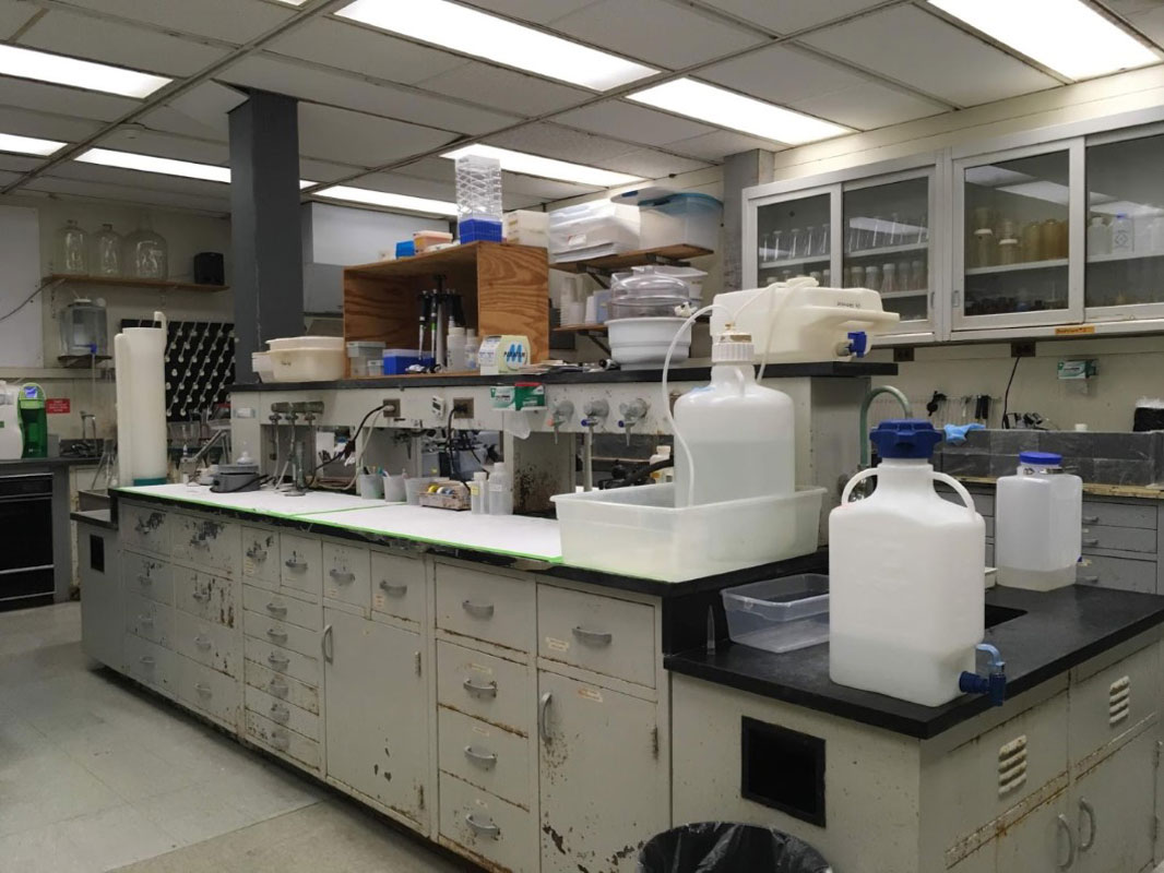 Huntington sophomore Valerie Rogel conducted research in a Stony Brook University lab.