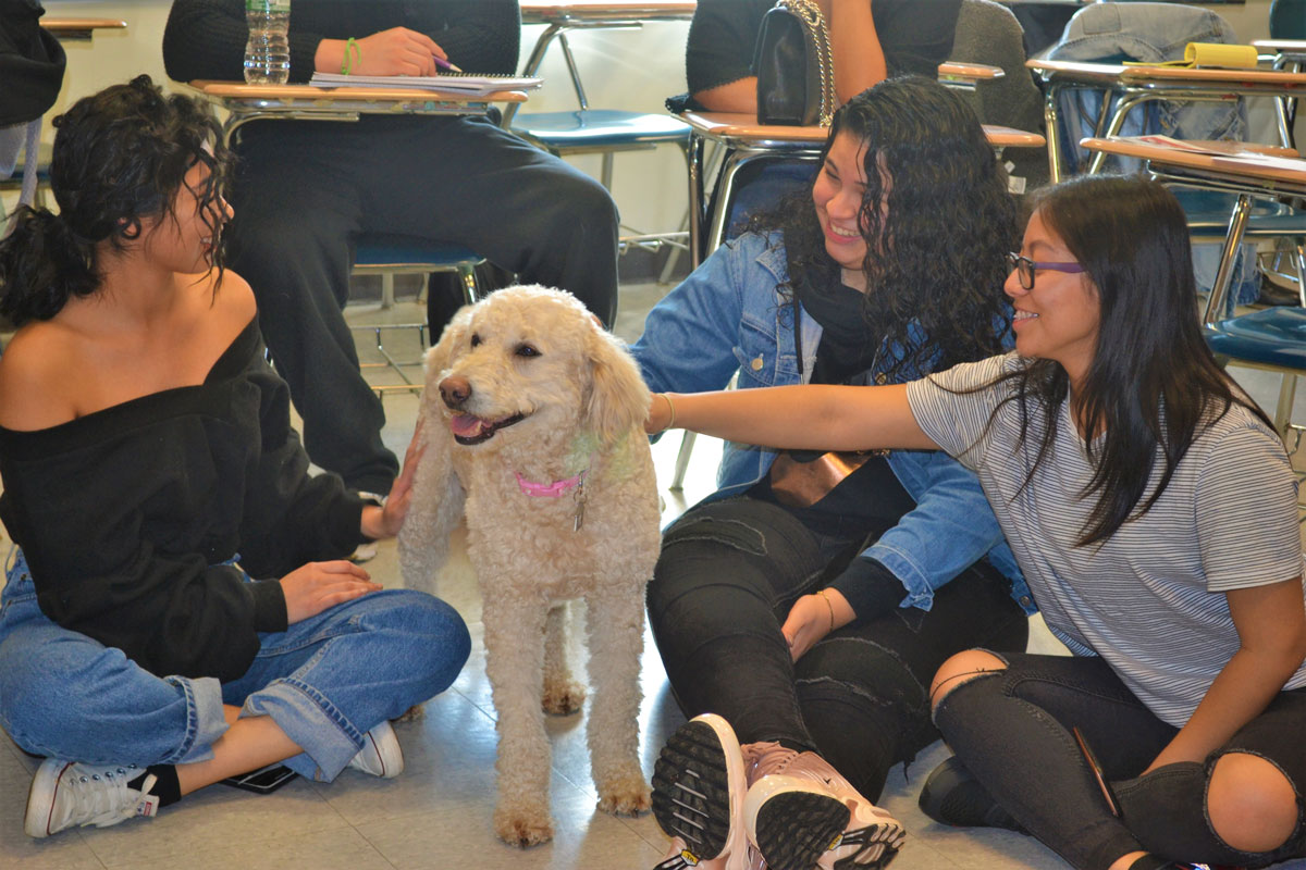 Nassau Community College students embraced a pair of therapy dogs during a study conducted by Huntington's Aaron Chin.