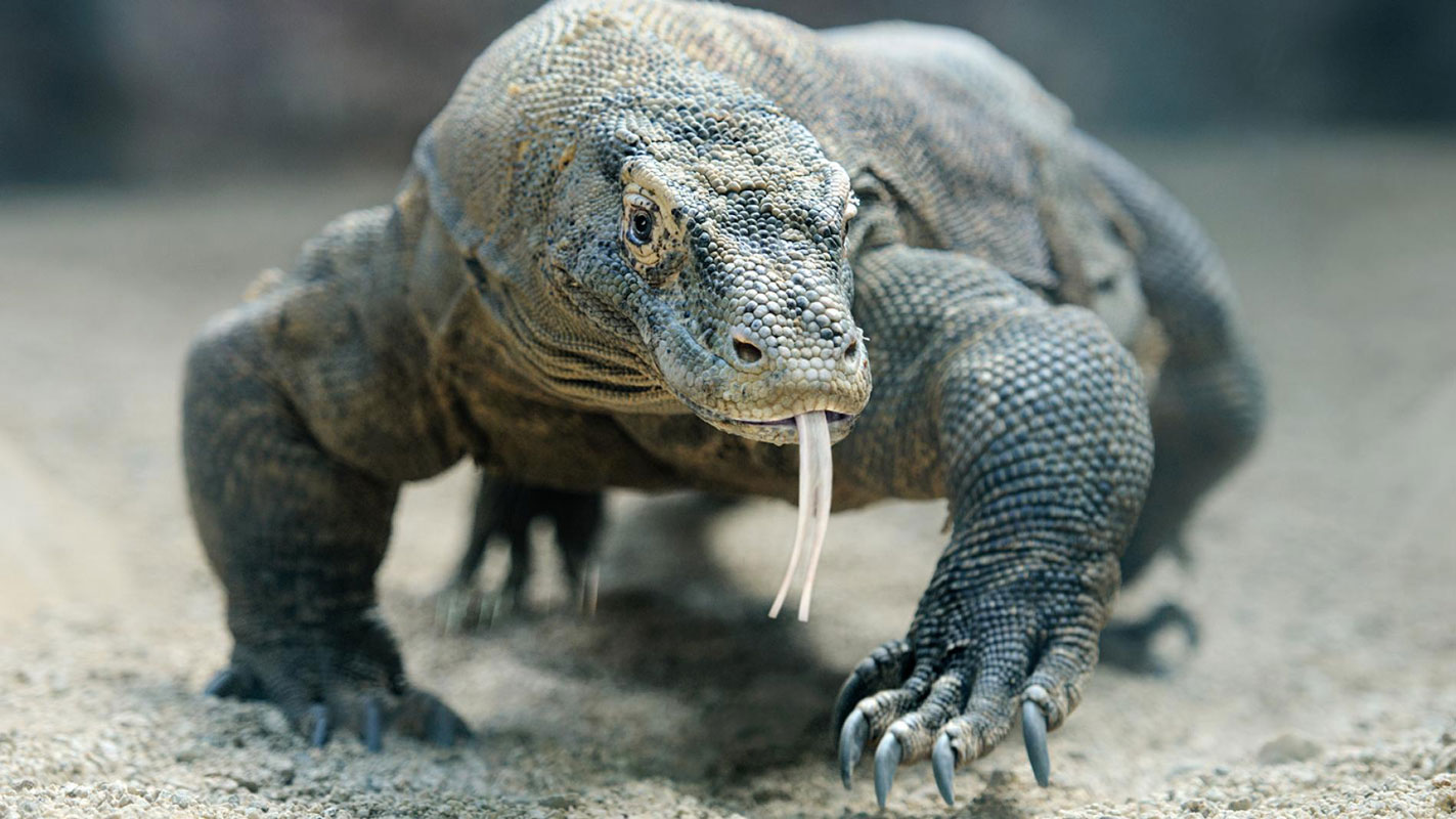 A Huntington research team is studying the learning ability of reptiles 