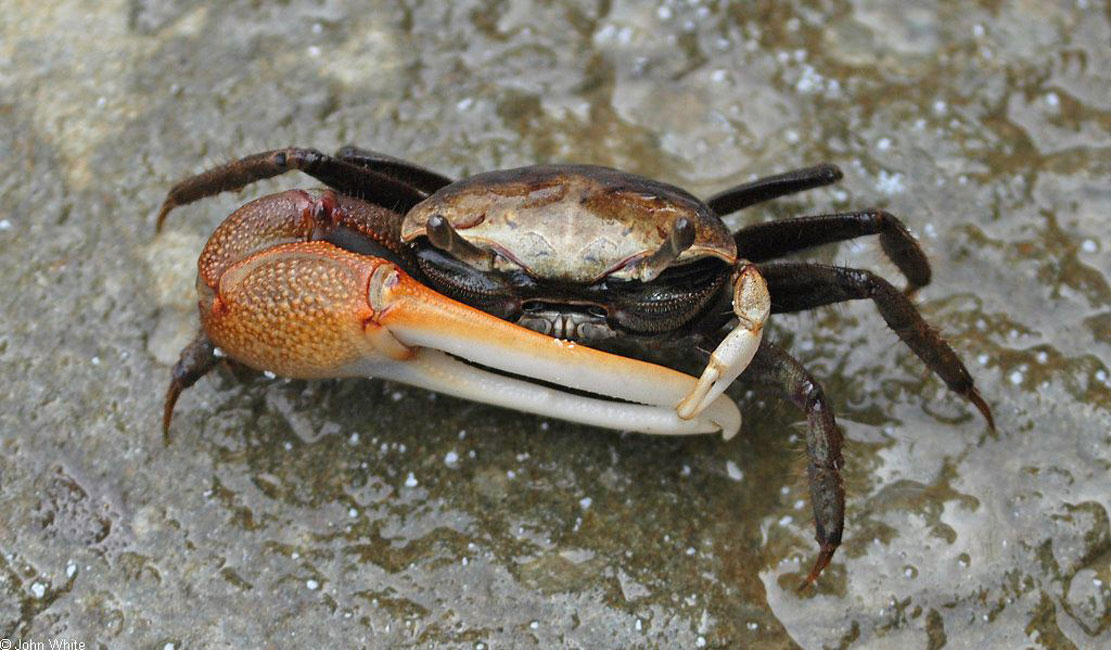Huntington's Emily Roberts and Nina Varvatsas are studying the effects of a herbicide on fiddler crabs.