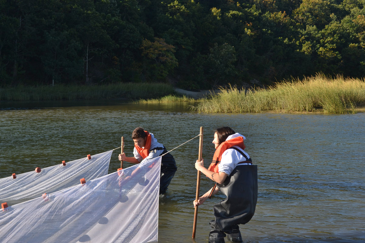The Huntington AP Biology students used seine netting to explore the contents of Sunken Meadow's salt marsh. 