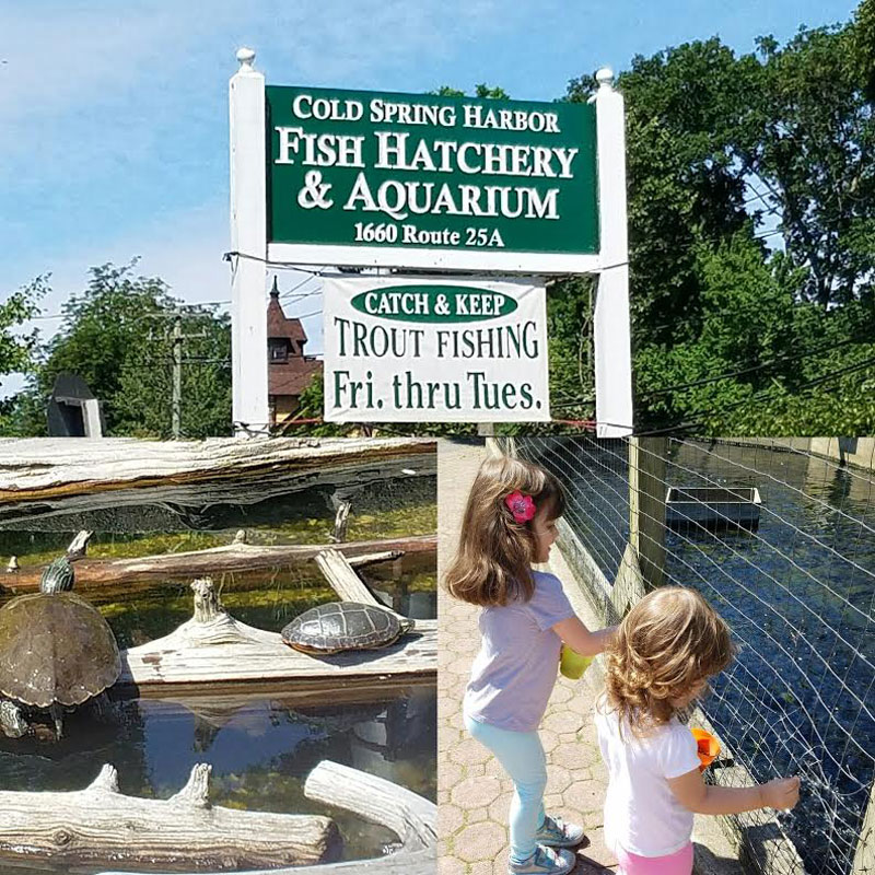 The Cold Spring Harbor Fish Hatchery is popular with children.
