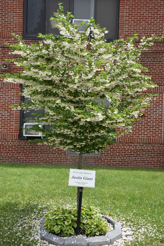 A memorial to Class of 2007 member Justin L. Giani stands outside Huntington High School