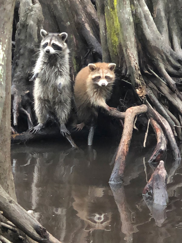 Huntington Habitat came across all sorts of creatures during a cruise through a swamp area 