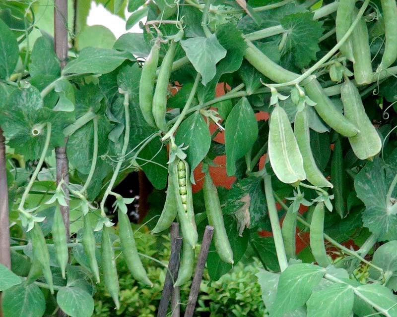 Pisum-Sativum (pea plants) are shown while growing.