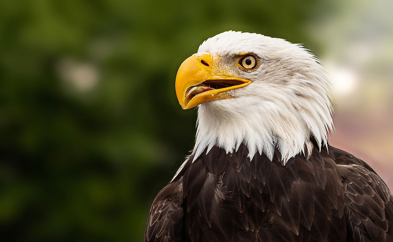 Woodhull Principal Scott Oshrin announced the Eagle of the Month Awards (1)