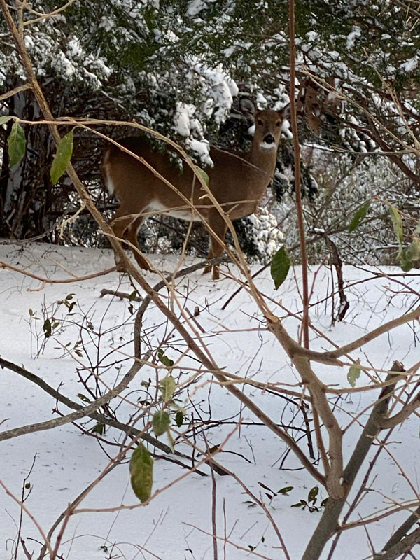 Elizabeth Elle captured this gorgeous image of a deer in the snow. 