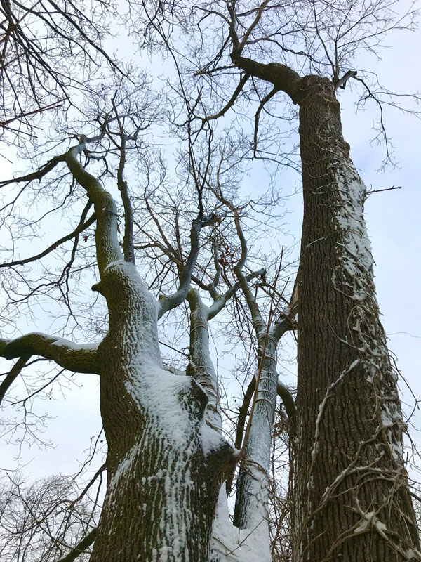 Grace Stolfa took this interesting photograph for a snow day assignment.