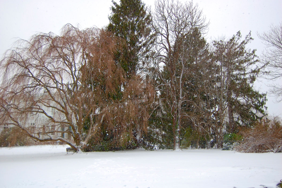 Leah Sheran snapped this photo during a winter snowstorm.