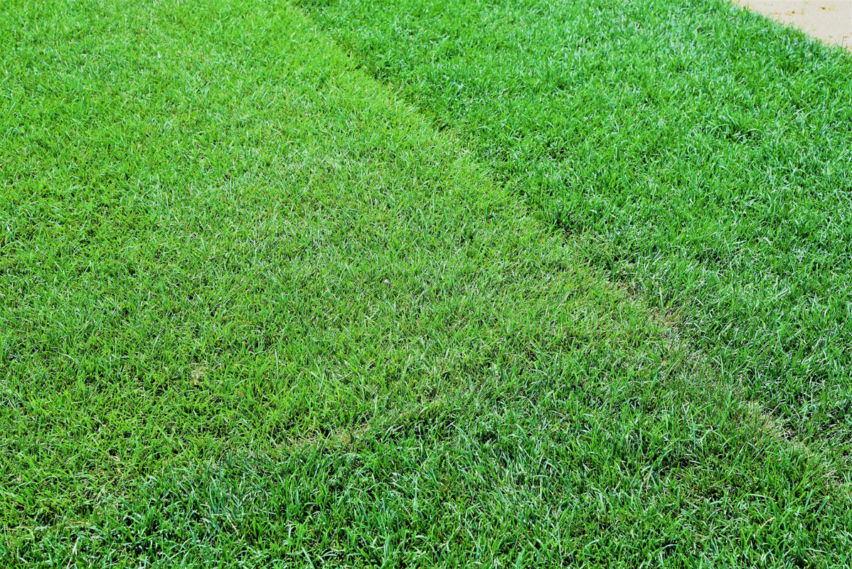 Thick green sod has been installed on the Huntington baseball field.