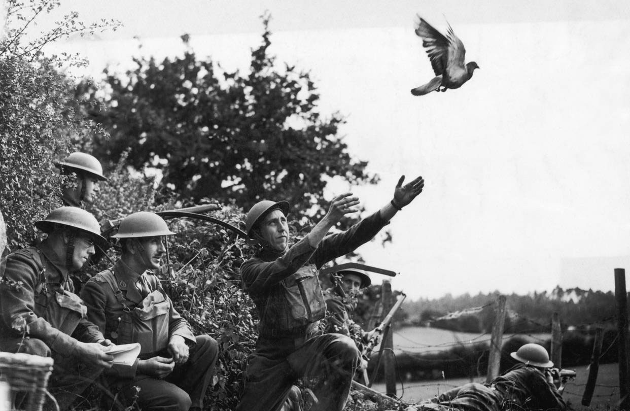 Carrier pigeons played an important role for the British in World War II 