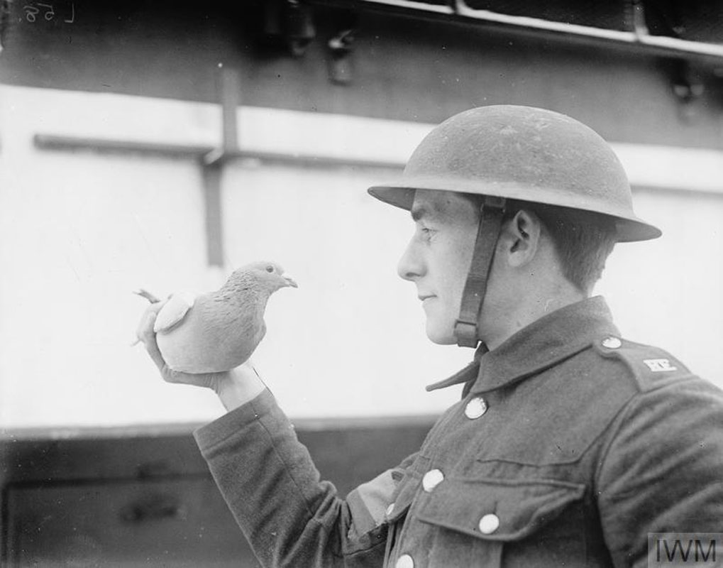 The British used pigeons in World War II to carry important messages across enemy lines.