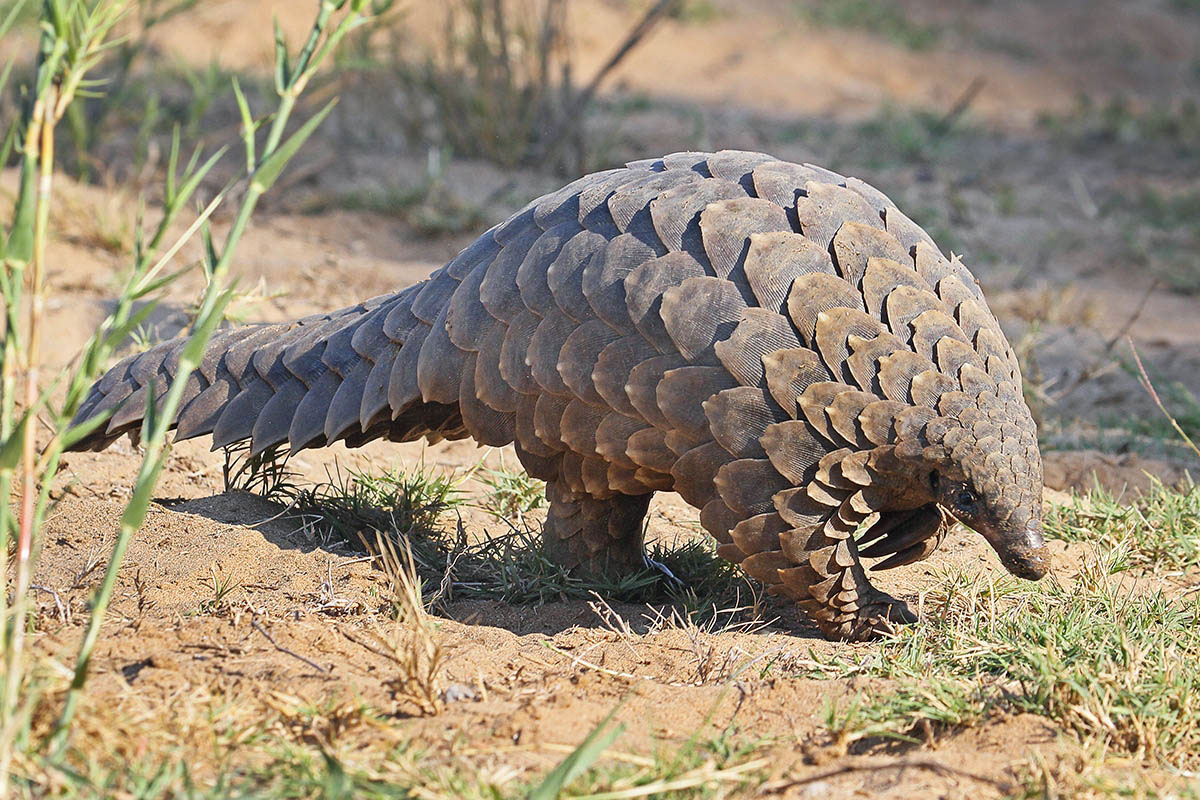 Jack Abrams STEM Magnet School fifth graders studied endangered animals during a project.
