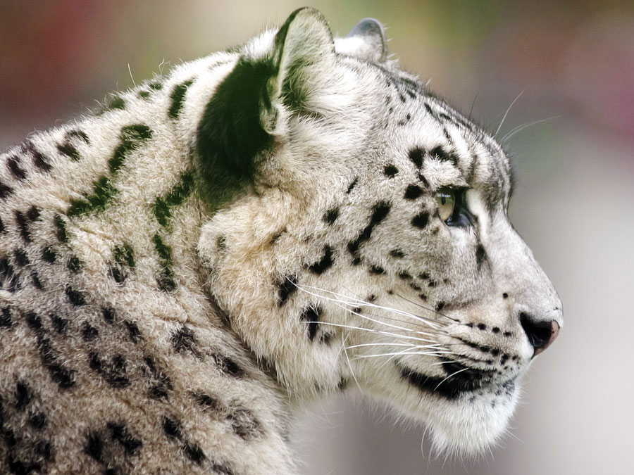 Jack Abrams STEM Magnet School fifth graders studied endangered animals during a project.