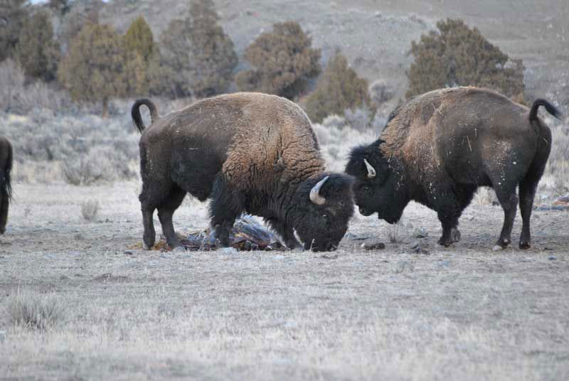 The Buffalo Field Campaign and Nick DiPietro are working to save the bison
