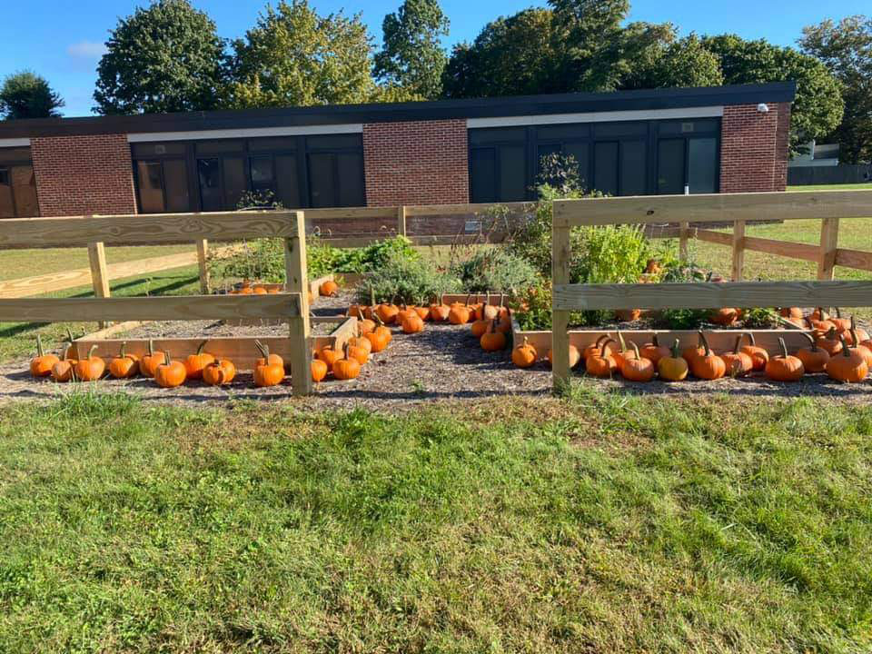 A pumpkin patch sprouted up at Washington Primary School.