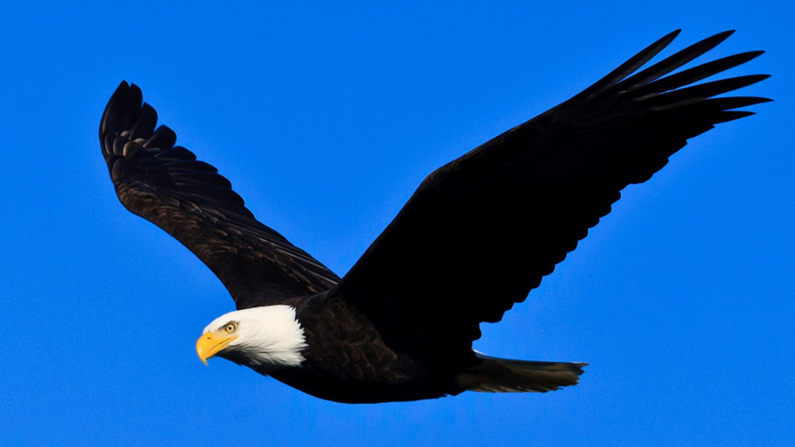Woodhull's March Eagle of the Month student awards have been announced 