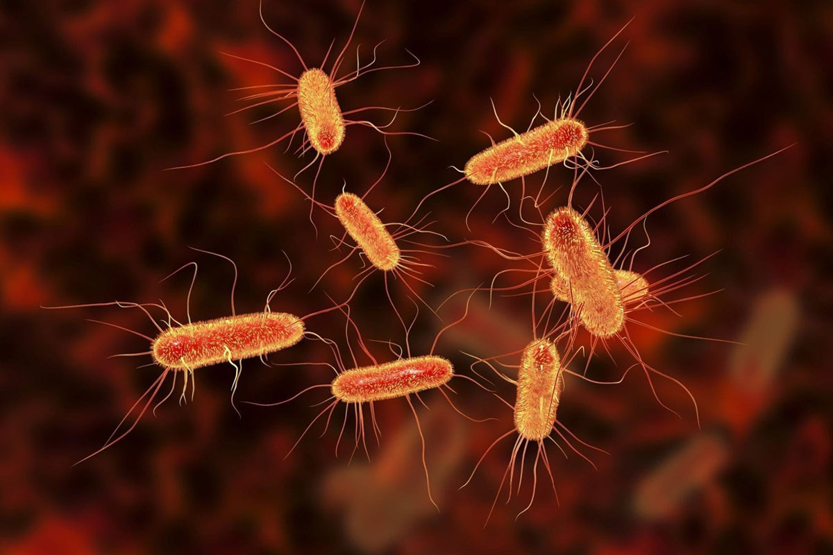 A Huntington research team is studying the effect of CRISPR on the lacz gene in E.coli 