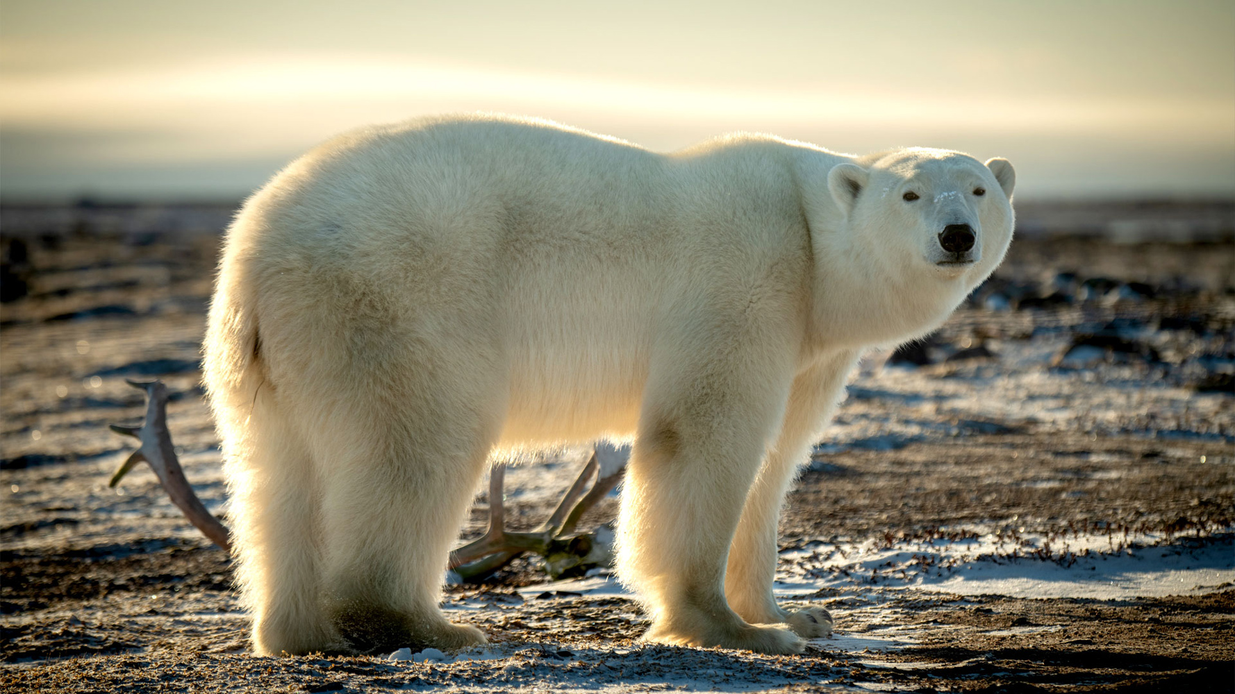 A class of Washington third graders has adopted polar bears as the class pet