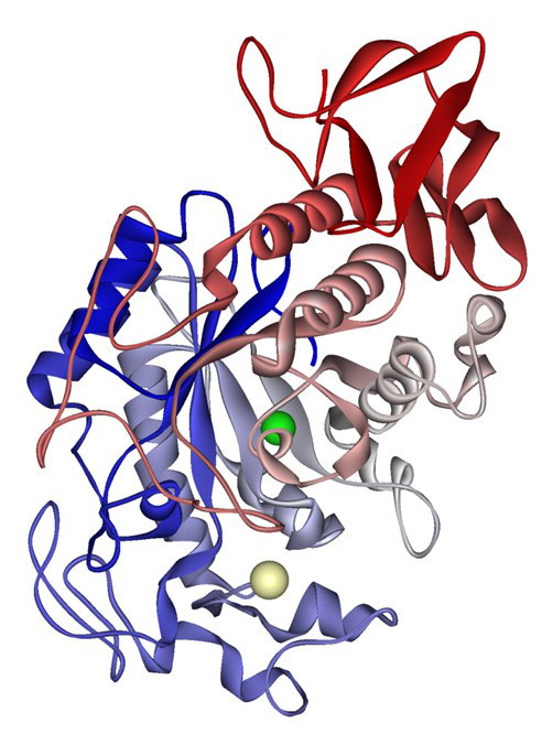 A drawing of the enzyme alpha amylase.
