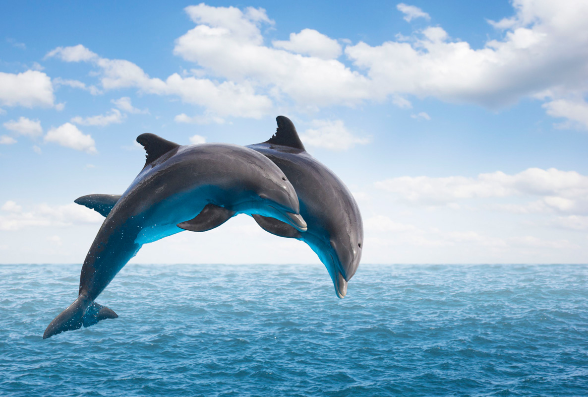 Southdown is the Home of the Dolphins 
