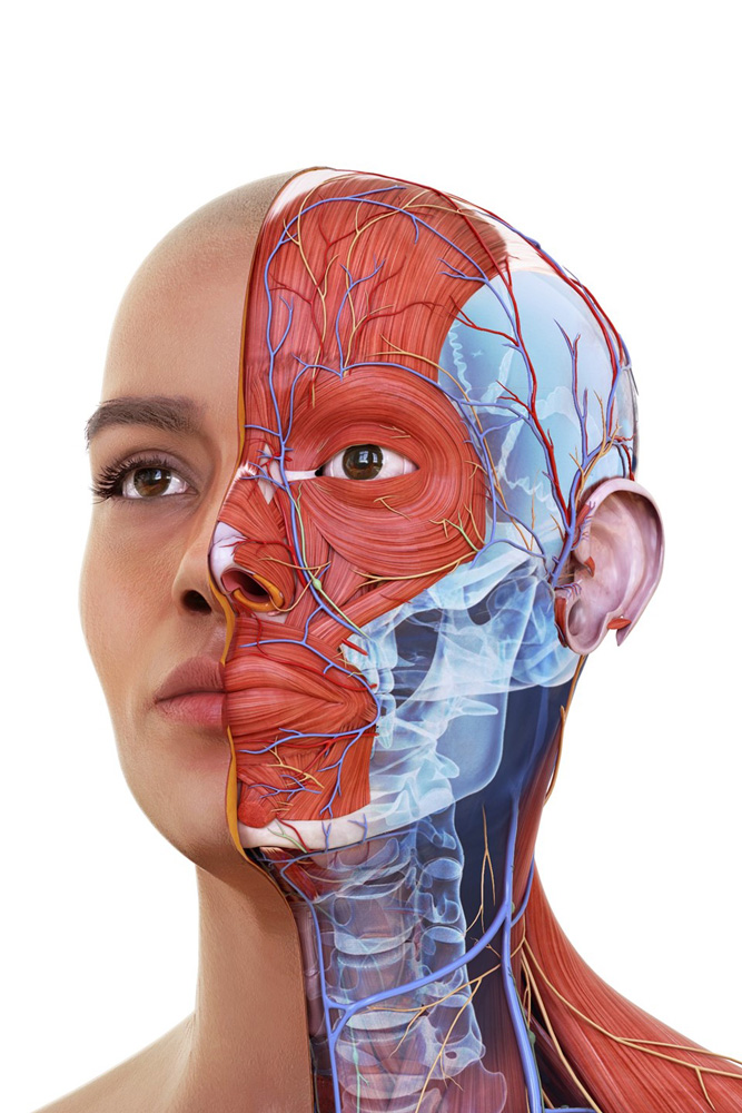  A new anatomy and physiology course will be offered at Huntington High School next year (1)  